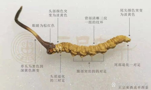 苍耳虫药用功效与作用网 | 苍耳虫治什么病最厉害,苍耳虫药用功效与作用及禁忌